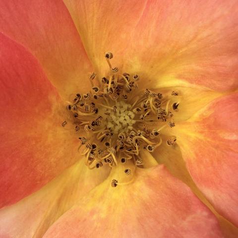 Extreme closeup of rose with petals that are mostly yellow and red, with touches of pink. At the center is a small mass of pale yellow stigma, surround by a ring of randomly curled yellow stamen topped by black and yellow striped anther.