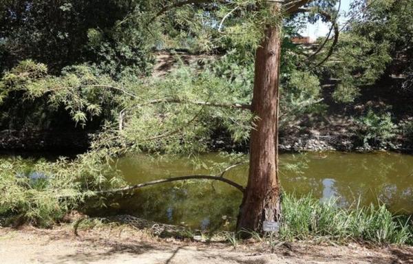 photo of a tree next to a green pond