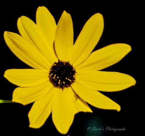 Light in Darkness

"This image features a vibrant swamp sunflower, scientifically named Helianthus angustifolius. The flower's golden-yellow petals, narrow and pointed at their ends, form a starburst pattern radiating symmetrically from the deep brown central disk. Every detail of the petals is crisp and intricate, almost glowing against a pitch-black background, which amplifies the flower’s radiance. The swamp sunflower is fully open and in bloom, exuding an air of natural splendor and delicacy. In the bottom-right corner of the image, the signature "© Swede's Photographs" appears, subtly marking its artistry." - Copilot