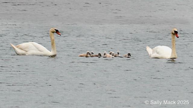 A pair of white swans swimming with eight tiny swans between them.