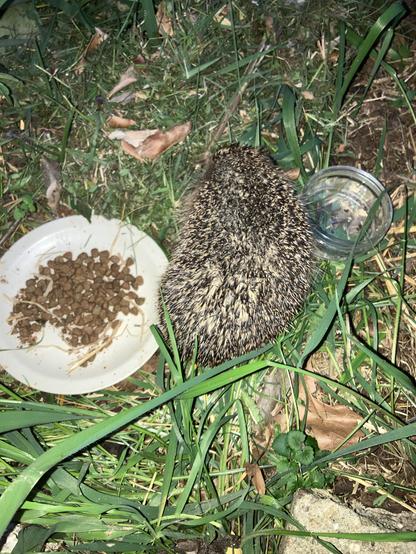 Ein mittelgroßer Igel auf einer Rasenfläche, zwischen einer Schale mit Wasser und einem kleinen weißen Teller mit Katzentrockenfutter