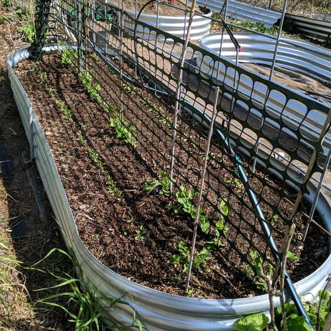 A photo showing a raised garden bed with beetroot and sugar snap peas. The peas are in the middle with a piece of plastic mesh fencing bridging the space between the soil and a metal trellis. The beets are in two rows on either side and are not thinned. They are the most successful beets I've ever planted and they're a random varieity of beets.. "rainbow' which is better than the specific kind of beets that turn out not to be and  you get 3 or 4 big yellow beets, or one huge sugar beet. Seed resellers! There are two in progress raised beds in the background upper right, one is over filled with dirt that will half fill the other.