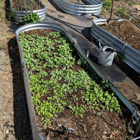 A photo of small plants in a raised beds. The farthest away are various radish types and some red and maybe purple colors of radish are visible. Closer is spinach and closest is arugula or rocket... herb? green? peppery leaf thing that will flower too and the bees like.