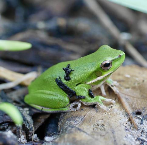 A small bright green frog with a golden eye and cream coloured feet.