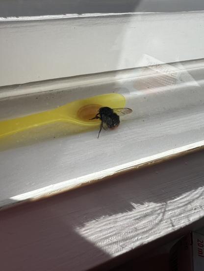 A bumblebee on a windowsill eating honey from a spoon