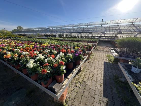 Rows and rows of tables with flowers and a greenhouse in the back