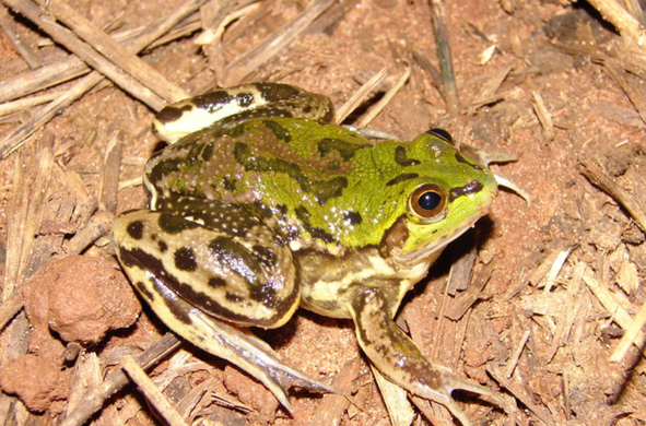 A bulky frog with a lime green back and yellowish-white limbs, and covered all over with brown blotches, sits on reddish-brown soil and twigs.