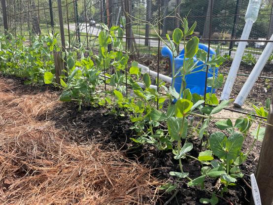 Wire trellis covered with climbing pea plants.