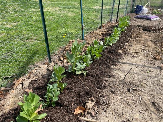 Row of fava plants near a fence line.