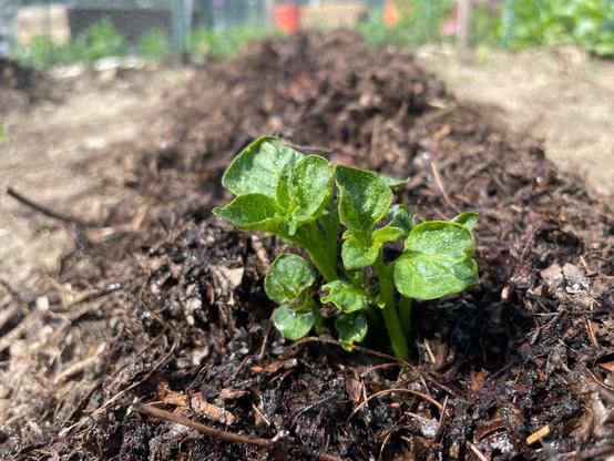 Clump of potato shoots emerging from dark leaf mulch.