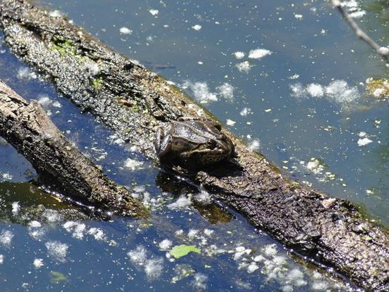 Una foto a colori, in formato orizzontale, che ritrae al centro, un po' dall'alto e di tre quarti, con la testa a destra, una grossa rana di colore verde scuro-marrone, accovacciata sulla parte superiore di un tronco, che emerge dalla superficie di uno stagno punteggiata da fiocchi bianchi di pioppo.
