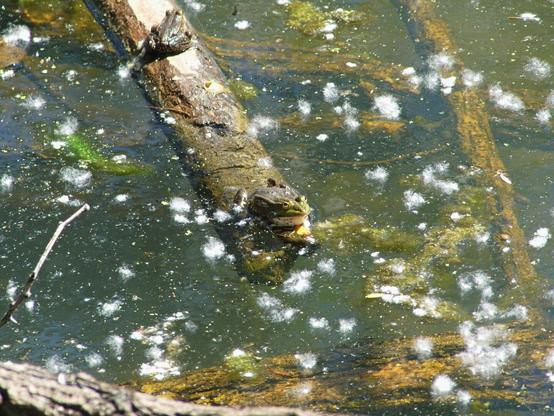 Una foto a colori, in formato orizzontale, che ritrae al centro, un po' da sopra e di tre quarti, con la testa verso destra, una grossa ranocchia di colore verde scuro sul dorso e più chiaro sulla testa, accovacciata sull'estremità sommersa, per pochi centimetri, di un tronco che sporge per il resto dalla superficie di uno stagno, punteggiata di fiocchi di pioppi. La rana guarda verso l'alto con gli occhietti strabuzzati suoi tipici, perciò se ne vedono anche il "mento" e il petto, bianchi, con qualche macchiolina scura.