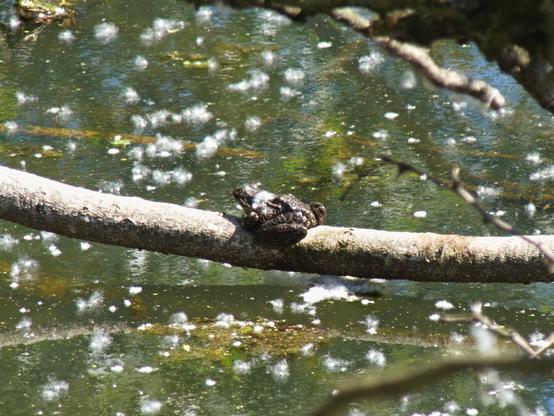 Una foto a colori, in formato orizzontale, che ritrae al centro, di profilo, con la testa a sinistra, una grossa rana di colore marrone scuro a larghe chiazze quasi nere, accovacciata al centro di un tronco sospeso in orizzontale sopra la superficie di uno stagno punteggiata di fiocchi bianchi e soffici di pioppi.