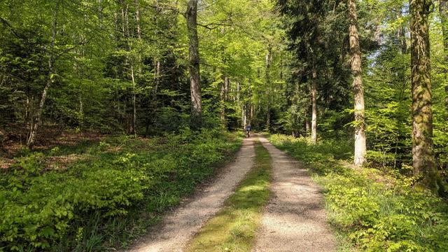 Photo of a gravel path in the woods with tall trees on both sides. The Sun is shining through the trees and everything is bright green. In the distance, a man on a bike.