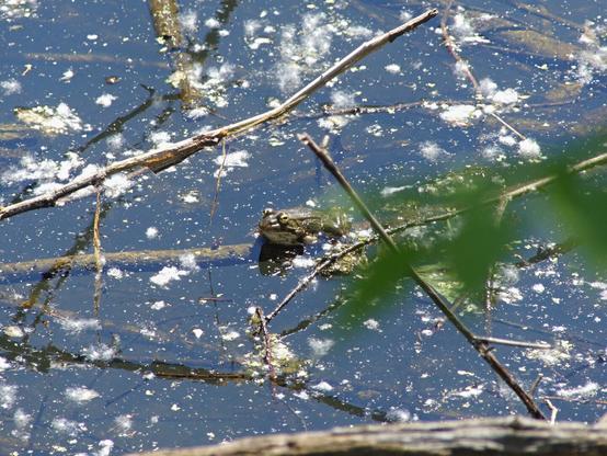 Una foto a colori, in formato orizzontale, che ritrae al centro, un po' da sopra, di tre quarti, con la testa a sinistra, una grossa rana di colore verde scuro, accovacciata su un rametto sommerso poco sotto la superficie di uno stagno punteggiata di fiocchi bianchi e soffici di pioppi.