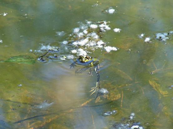 Una foto a colori, in formato orizzontale, che ritrae al centro una rana immersa nell'acqua di uno stagno. Solo la parte superiore della testa ne emerge, e sembra guardare nell'obiettivo con gli occhietti suoi dalle orbite estroflesse; il resto del corpo si vede in trasparenza sotto la superficie dell'acqua, punteggiata da fiocchi bianchi di pioppi: ci sono le zampe anteriori, non palmate, con le dita divaricate, e, più sotto, le lunghe zampe posteriori aperte, con le dita divaricate, palmate, con una membrana tra l'una e l'altra.
