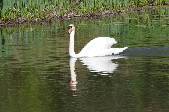 A male swan, Apollo, swimming in a still pond on a sunny day. His reflection is cast in the clear water, creating a mirror image.