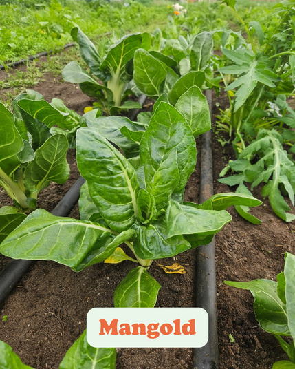 Das Bild zeigt eine Pflanzung von Mangold, einem Blattgemüse, das durch seine großen, grünen Blätter und dicken Stiele gekennzeichnet ist. Die Pflanzen wachsen in Reihen in einem Garten oder auf einem Feld, mit einem Bewässerungsschlauch, der zwischen den Reihen sichtbar ist. Der Mangold sieht gesund und kräftig aus, mit lebendigen grünen Blättern, die aus dem Boden sprießen. Der Text "Mangold" ist deutlich sichtbar und bestätigt die Identität der Pflanze. Das Bild betont die Frische und Vitalität des Gemüses, das wahrscheinlich in einer nachhaltigen oder biologischen Umgebung angebaut wird.