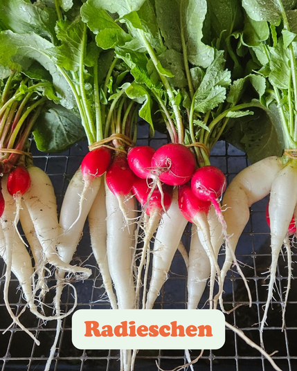 Das Bild zeigt eine Ansammlung von Radieschen, die auf einem Gitterrost liegen. Die Radieschen haben eine leuchtend rote Farbe an der Oberseite und weiße, längliche Wurzeln. Sie sind frisch und grün, mit intakten Blättern, was darauf hindeutet, dass sie kürzlich geerntet wurden. Der Text "Radieschen" ist deutlich sichtbar und bestätigt, dass es sich um diese Gemüsesorte handelt. Das Bild betont die Frische und Natürlichkeit der Radieschen, die wahrscheinlich aus einem Garten oder einer lokalen Quelle stammen.