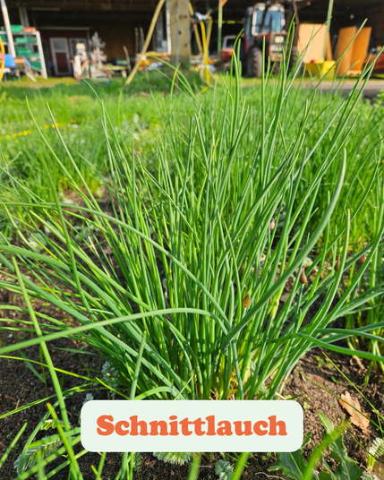 Das Bild zeigt eine Pflanzung von Schnittlauch, einem Küchenkraut, das durch seine langen, schlanken, grünen Halme gekennzeichnet ist. Der Schnittlauch wächst dicht zusammen und scheint gesund und kräftig zu sein. Im Hintergrund sind einige Gartenwerkzeuge und möglicherweise ein Schuppen oder eine Garage zu sehen, was darauf hindeutet, dass der Schnittlauch in einem Hausgarten angebaut wird. Der Text "Schnittlauch" ist deutlich sichtbar und bestätigt die Identität der Pflanze. Das Bild betont die Frische und Natürlichkeit des Krauts, das wahrscheinlich für kulinarische Zwecke verwendet wird.