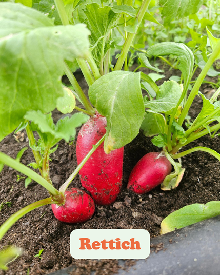 Das Bild zeigt Rettichpflanzen, die im Boden wachsen. Die Rettiche haben eine leuchtend rote Farbe und sind teilweise von der Erde bedeckt, was darauf hinweist, dass sie noch im Wachstum sind. Die grünen Blätter sind sichtbar und sehen gesund aus, was auf eine gute Pflege und ausreichende Nährstoffe im Boden hindeutet. Der Text "Rettich" ist deutlich sichtbar und bestätigt die Identität der Pflanze. Das Bild betont die natürliche Umgebung und den Anbau von Gemüse, wahrscheinlich in einem Garten oder auf einem kleinen Feld.