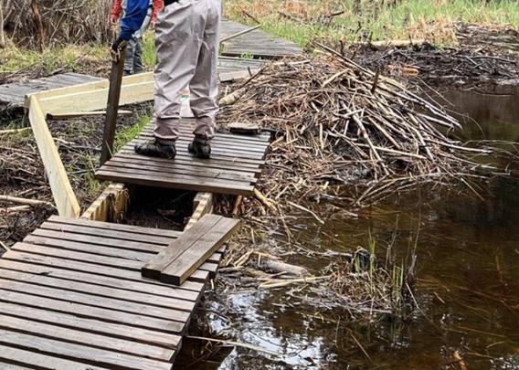 beaver pile covering part of a 3’ wide section of bridge, volunteers are making a “zig” in the bridge design to route around the issue rather than try to win a battle with the beavers.