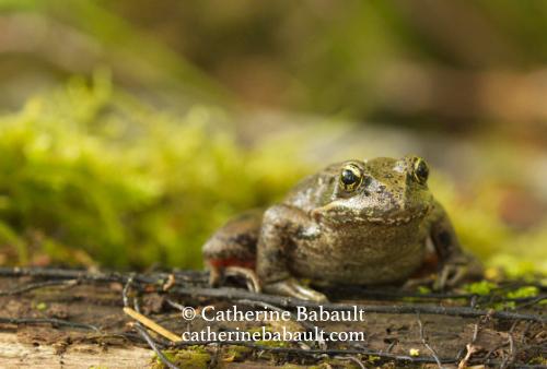 A frog on a log looking at the camera. The background is the forest and it's out of focus.