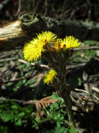 Small bright yellow flowers similar to the common dandelion, sits on the forest floor in earl spring.