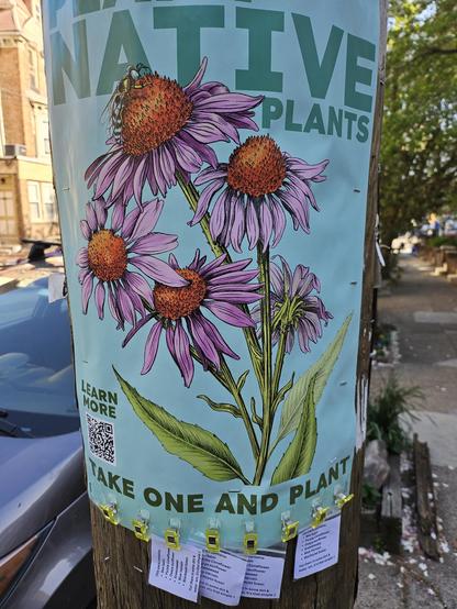 An illustrated poster of purple cone-flowers against an aqua blue background. At the top of the poster in block letters: "PLANT NATIVE PLANTS!" at the bottom it says "TAKE ONE AND PLANT", referring to mini bags of native plant seeds clipped below for people to take home! The bags contain seeds for bee balm, purple coneflower, oxeye sunflower, sneezeweed, blue vervain, and blackeyed susan. Poster by Meg Lemieur