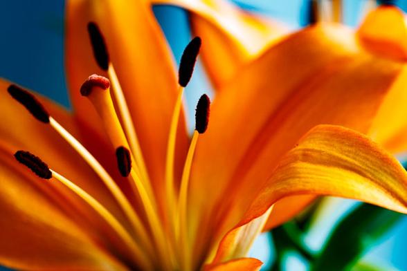 An orange lily photographed from very close. The flower takes up the entire photo. You look into it. From the middle at the bottom are 6 stamens. Some reach almost to the top. The lily is photographed that close. The orange petals are lighter right at the top because of the sun. That makes the whole exuberant and cheerful.