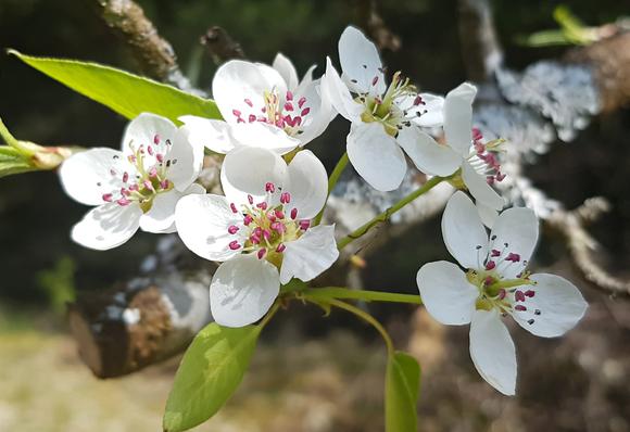 Zweig mit mehreren kleinen Blüten mit 5 weißen runden Blütenblättern und pinkfarbenen Staubblättern innen.