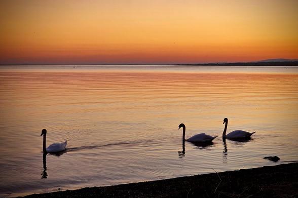 Three silhouetted swans swim in calm water during a warm-toned sunset.