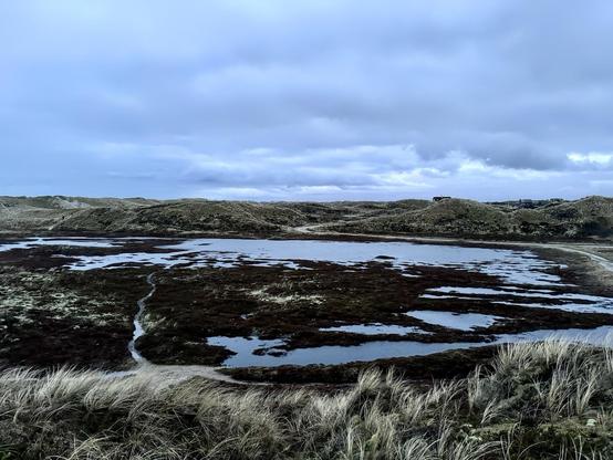 The image depicts a coastal or dune landscape under an overcast sky. There are several bodies of water, possibly ponds or wetlands, scattered across the scene. The terrain is uneven and covered with a mix of grass, moss, and sand. The area is largely natural and untamed, suggesting it might be part of a protected area or a region with limited human intervention. The coloring and lighting give the image a moody, somewhat somber atmosphere.