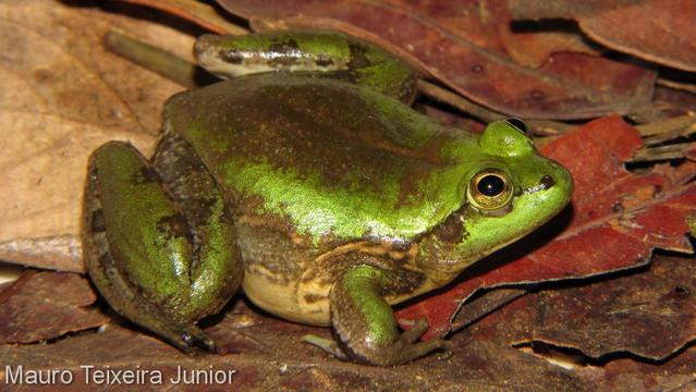 A bulky, shiny green frog with hints of brown on its back and sides, sits on some rust-red dead leaves. A caption at bottom left reads "Mauro Teixeira Junior," the name of the photographer.