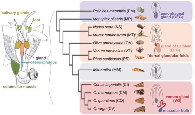Left: overview of the anatomy of a marine snail, with color-coded sampled tissues: salivary glands, foot, gland, oesophagus, and columellar muscle
Right: phylogeny of the marine snails used in the study, showing different gland phenotypes in different species: oesophageal gland, gland of Leiblein, no gland, and venom gland with muscular bulk