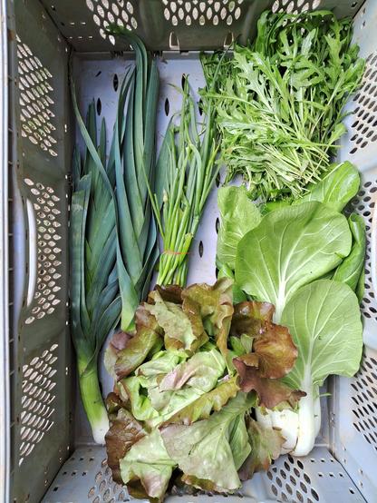 Gemüsekiste gefüllt mit Lauch, Salat, Pak Choi, Stielmus und Winterheckenzwiebeln