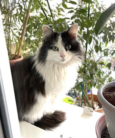 Chatte noire et blanche, à poils longs, regarde le photographe assise devant des plantes vertes