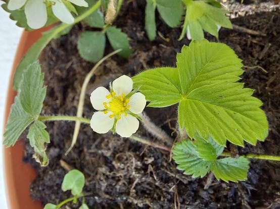 Eine Erdbeerpflanze in Blüte in der Pflanzschale