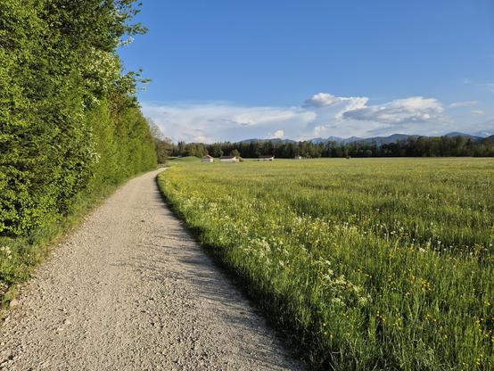 A serene scene of nature unfolds in this image, showcasing a peaceful path cutting through a vast field of lush green grass. The sky above is a clear blue, with fluffy white clouds adding a touch of whimsy to the landscape. In the background, tall trees stand tall, their leaves swaying gently in the breeze. The overall color palette is dominated by shades of yellow and blue, creating a harmonious and calming atmosphere. This idyllic setting evokes a sense of tranquility and invites the viewer to take a leisurely stroll through the beautiful meadow.