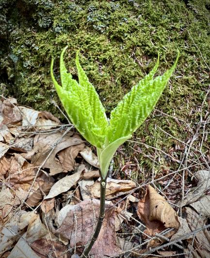 Maple sprouting in front of mossy area