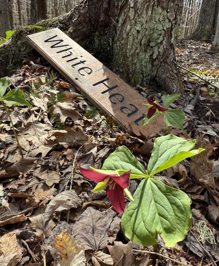 Red trillium next to a fallen trail sign “White Heat”