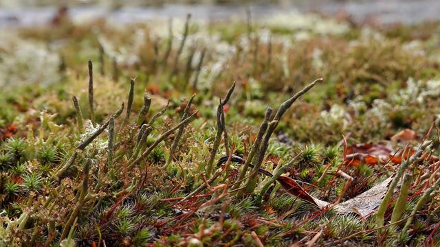 Close-up of a landscape of lichens and mosses