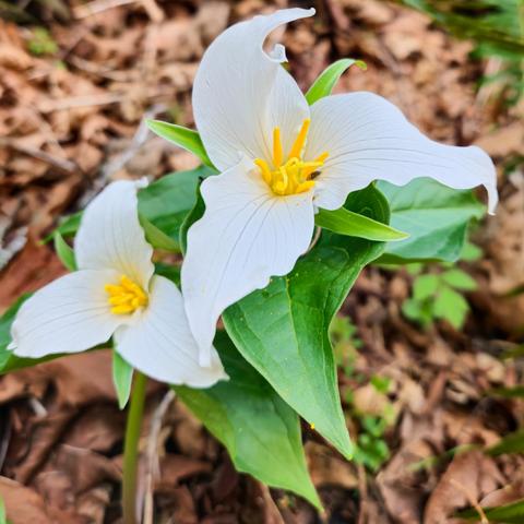 The image shows two white trillium flowers with yellow centers, surrounded by green leaves. These flowers are set against a background of dried leaves and vegetation.