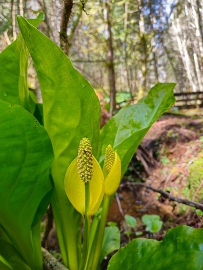 The image shows a close-up of a swamp lantern (Lysichiton americanus) growing in a forest setting. The plant features large green leaves and a prominent yellow spadix surrounded by a spathe. In the background, there is a wooded area with trees and undergrowth. Swamp lantern is commonly found in wetland areas.