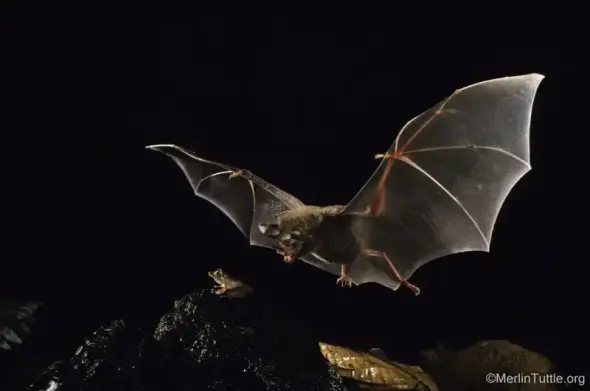 Photo of a bat in flight, approaching a small frog on the ground