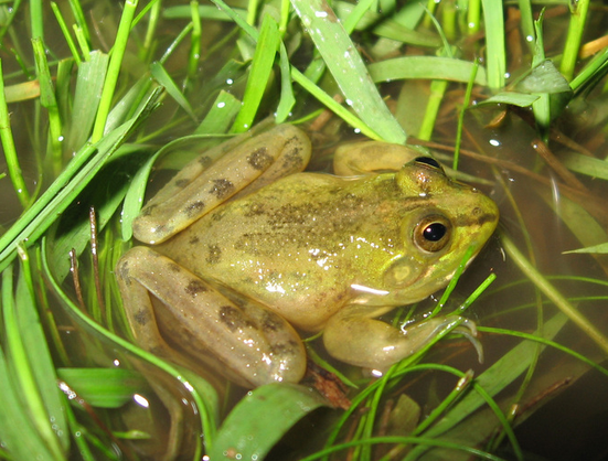 A light green frog with small darker patches on its hind legs lies in a shallow pool of water, surrounded by the stalks and blades of water foliage.