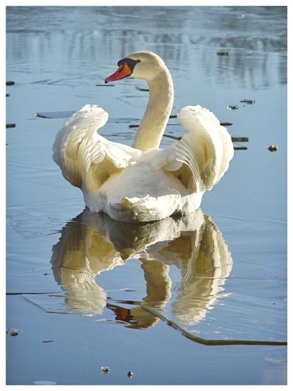 Foto im Hochformat. Es zeigt einen Schwan von hinten, der seine Flügel abspreizt, so dass man die Struktur der Federn im Sonnenlicht gut erkennen kann. Der Vogel schwimmt auf einem teils mit Eis bedeckten See, der durch die Spiegelung des Himmels sehr blau wirkt. Er bildet einen guten Kontrast zum weißen Schwan.