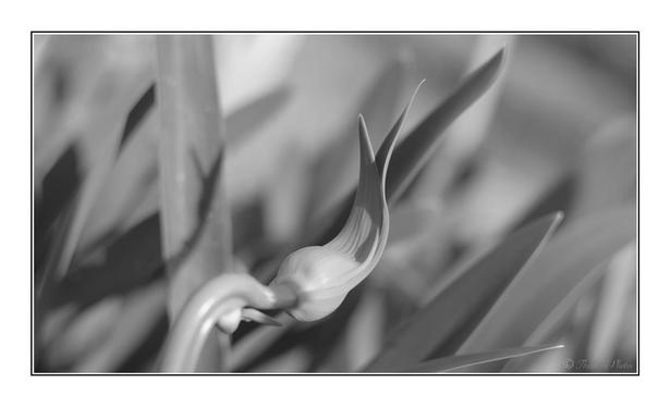 A landscape black and white of an agapanthur bud that is bent over sideways, with the tips of the opening flower cover raised upwards.  It's shadow can be seen on a broad leaf behind it.  Blurry plants in background.