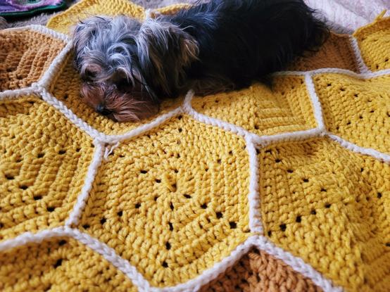 A small, yorkie dog is curled up and resting on a vibrant yellow and white crocheted blanket. The blanket is made of large hexagonal shapes outlined in a creamy white yarn. The hexagons are predominantly a sunny yellow, with glimpses of a warm tan color peeking out from underneath. The sleeping dog is positioned towards the upper center of the frame, its head resting on one of the yellow hexagons.  The textured surface of the crocheted blanket is clearly visible, with its intricate pattern of stitches creating a cozy and inviting look of a beehive.