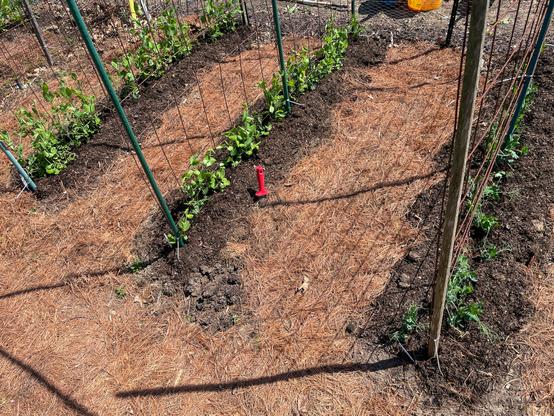 Three rows of trellised peas with paths in between covered with brown pine needles.